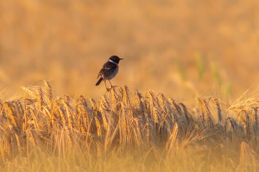 a Stonechat (Saxicola rubicola) sits on the ears of a wheat field and searches for insects