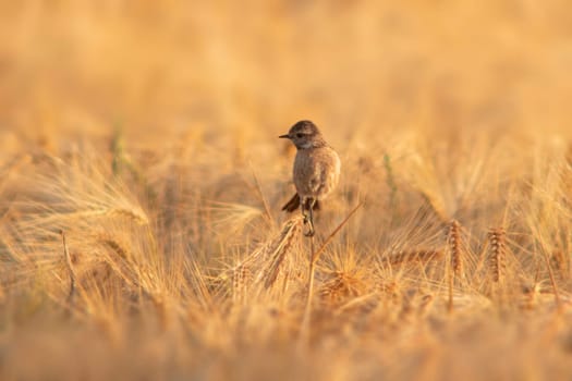 a female stonechat (Saxicola rubicola) sits on the ears of a wheat field and searches for insects