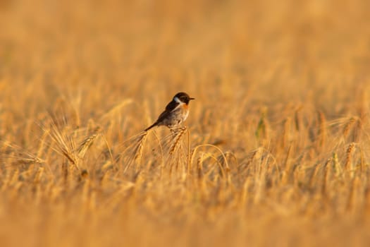 a Stonechat (Saxicola rubicola) sits on the ears of a wheat field and searches for insects