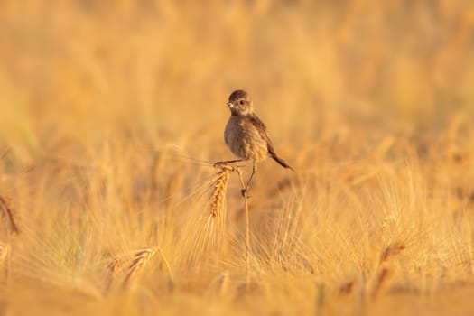 a female stonechat (Saxicola rubicola) sits on the ears of a wheat field and searches for insects