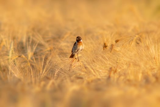 a Stonechat (Saxicola rubicola) sits on the ears of a wheat field and searches for insects