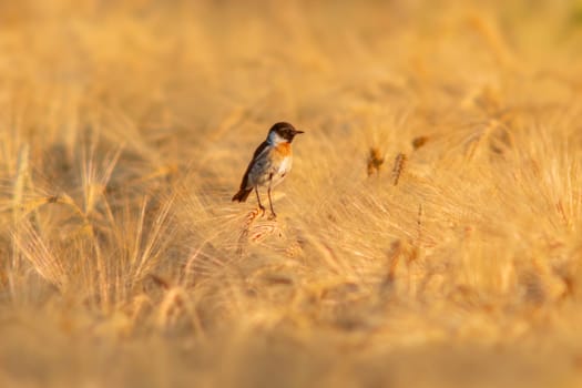 a Stonechat (Saxicola rubicola) sits on the ears of a wheat field and searches for insects