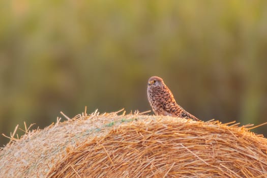 a Female kestrel (Falco tinnunculus) perched on a bale of straw scanning the field for prey