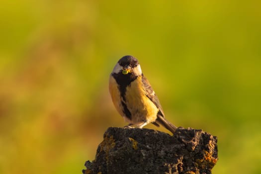 a great tit (Parus major) is sitting on a tree trunk and has a green spider in its beak