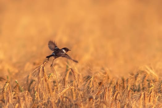 a male Stonechat (Saxicola rubicola) flies over a wheat field looking for insects