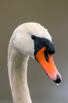 a head portrait of a mute swan (Cygnus olor)