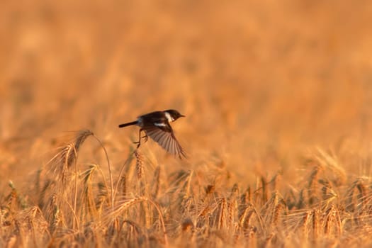 a male Stonechat (Saxicola rubicola) flies over a wheat field looking for insects