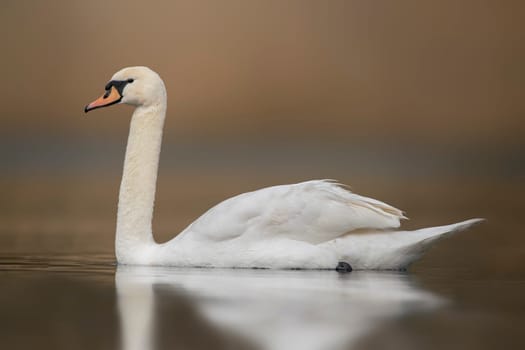 a mute swan swimming on a reflecting lake (Cygnus olor)