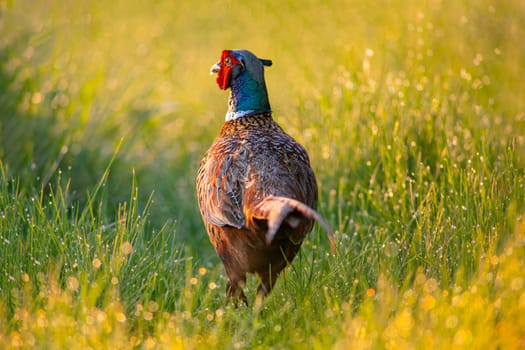 a pheasant rooster (Phasianus colchicus) stands on a green meadow