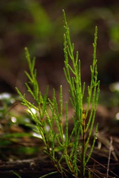 Pradiphat Pine, sapling of Iron Wood growing in the beach forest