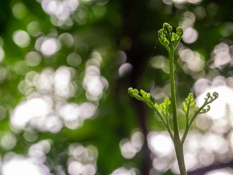 The spider web on Bud leaf of Davallia denticulata polynesia fern