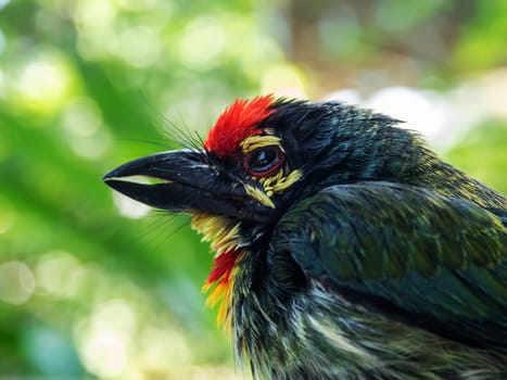 Close up the face of Juvenile Coppersmith barbet bird