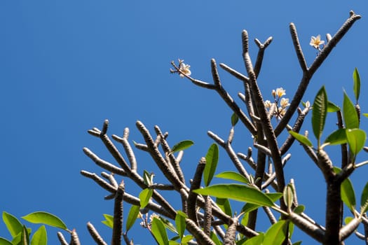 Plumeria flowers and their leaves on the plump branches and the blue sky background
