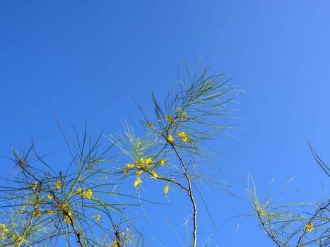 Yellow flowers and needle shaped leaves of Parkinsonia aculeata