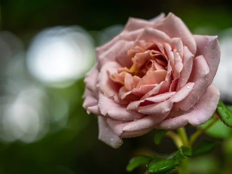 Shape and colors of Koko Loco roses that blooming
