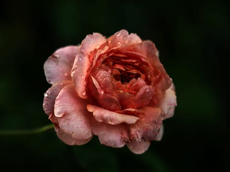  The wounded petals of a withering miniature rose