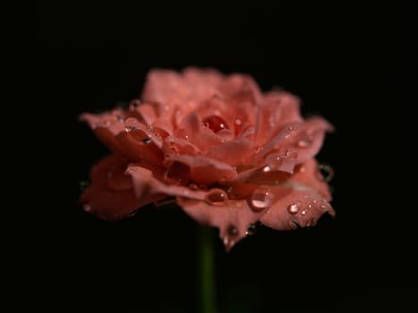 Shape and colors of miniature roses that begin to bloom