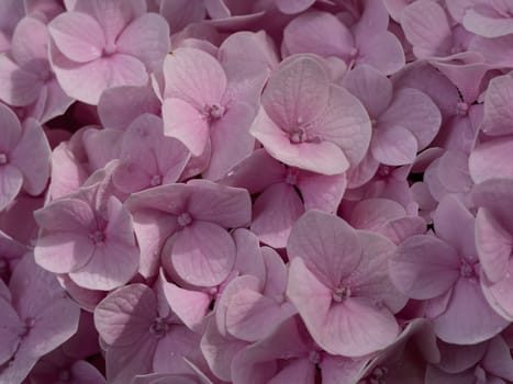 Close-up photo of a bouquet of pink hydrangeas flowers