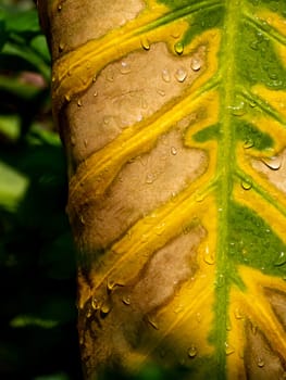 Brown yellow and green in the wounded surface of a withering Alocasia leaf