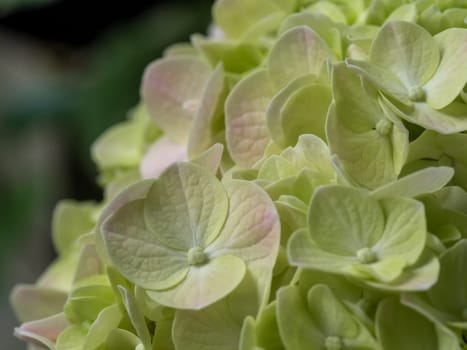Close-up photo of a bouquet of hydrangeas flowers