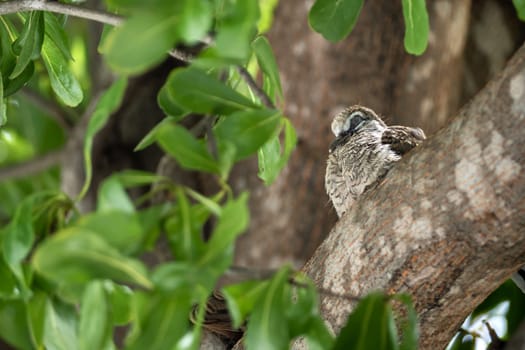 juvenile Zebra Dove on the branch of the tree