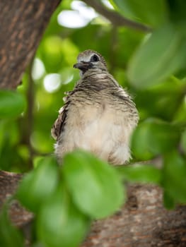 juvenile Zebra Dove on the branch of the tree