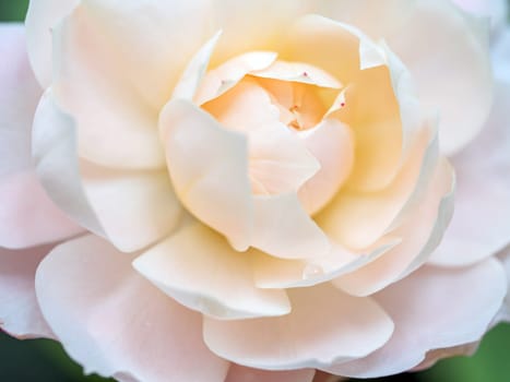 Close-up delicate white rose petals as nature background