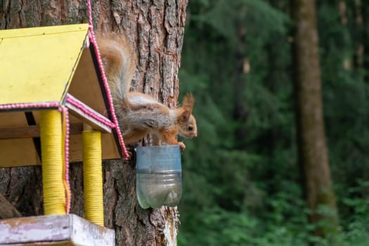 A beautiful red squirrel climbs a tree in search of food. The squirrel in the pocket eats nuts and drinks water.