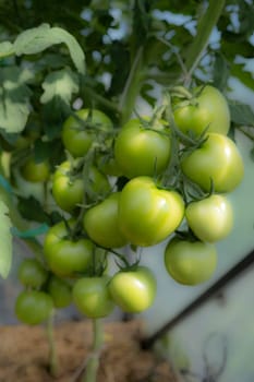 A lot of green tomatoes on a bush in a greenhouse. Tomato plants in greenhouse. Green tomatoes plantation. Organic farming, young tomato plants growth in greenhouse.