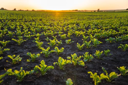 Sugar beets grow in rows on agricultural plantations in sunset. Sugar beet cultivation. Young shoots of sugar beet, illuminated by the sun. Agriculture, organic