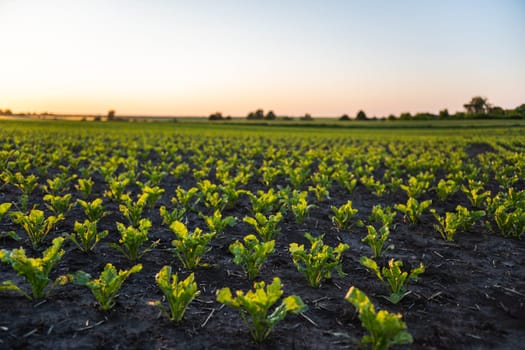 Agricultural scenery of straight rows of sugar beets grows on the farmer's field in spring. Agriculture, organic