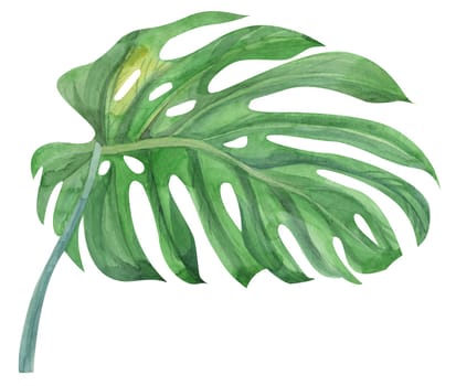 realistic green monstera leaf and stem painted with watercolors on paper isolated on white background