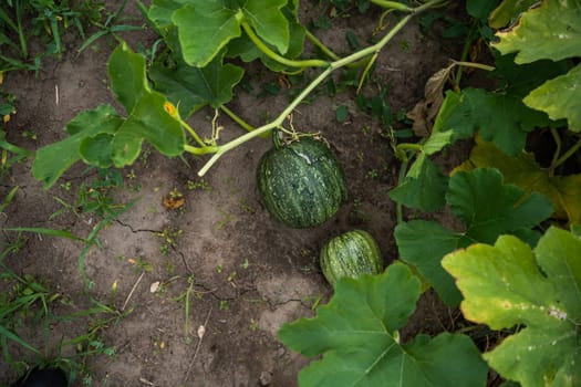 Young green pumpkin growing on the vegetable patch in the garden, farm, agricultural field. Pumpkin plant. Agriculture