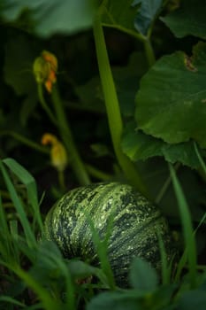 Unripe pumpkin fruit growing in the vegetable garden, farm, agricultural field