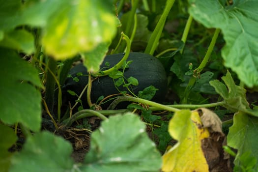 Green pumpkin leaves growing on the vegetable patch. Pumpkin leaves closeup in the vegetable garden