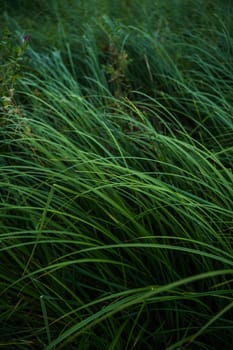 A lot of green grass stalks with long leaves with a soft focus. Tall grass under the wind in a summer field