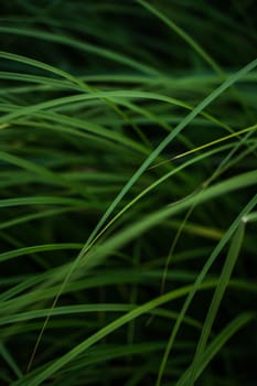 Green grass texture from a field. Herb, herbaceous background, beautiful herbal texture. Close-up, selective focus