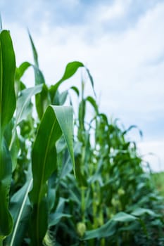 Unripe corn growing on a maize plantation. Corn planting field or cornfield. Stalks of tall green unripe corn with a unripe corn. Agriculture