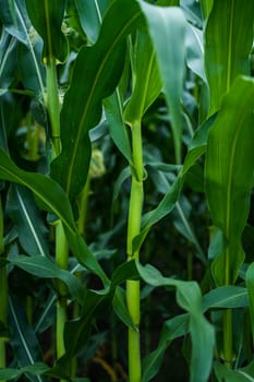 Close up unripe corn cobs growing on a maize plantation Corn planting field or cornfield. Stalks of tall green unripe corn with a unripe corn. Agriculture