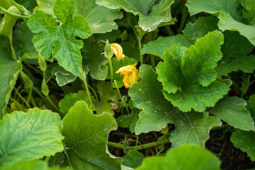 Yellow flower of pumpkin growing on a organic field. Natural pollination of pumpkin on the field. Squash, zucchini. plant, agriculture. Shallow depth of field