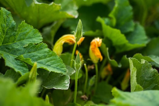 Close-up of yellow orange flower of a green pumpkin. Agriculture. Focus on flower and leaf