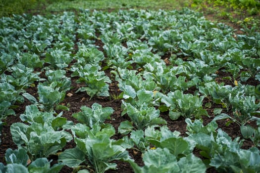 Fresh young cabbage from a farmer's field. Organic farming. Agriculture and farming. Plantation cultivation