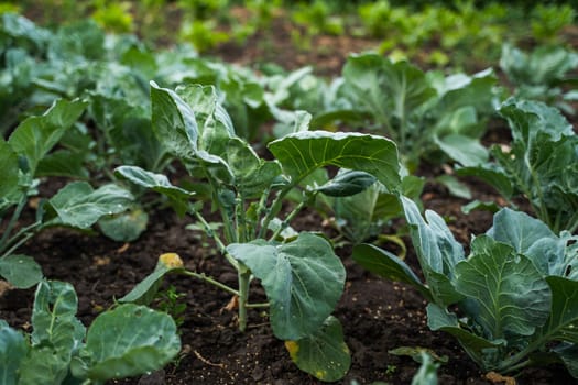 Cabbage plantations on the field. Growing organic vegetables. Eco-friendly products. Agriculture and farming. Plantation cultivation. Selective focus