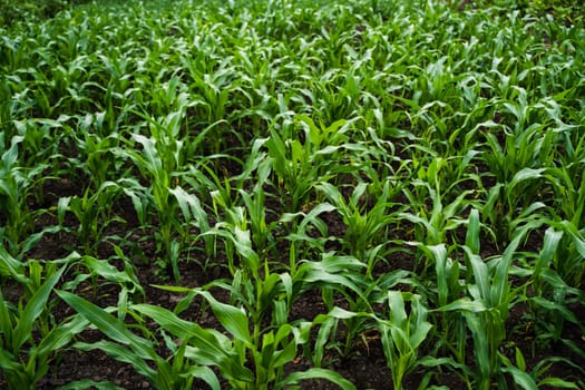 Young green corn growing on the field. Close up maize on a agricultural field