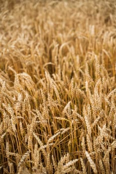 Golden ears of ripe wheat. Rural Scenery. Ripening ears of wheat field. Rich harvest concept. Agriculture