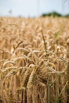 Golden ripe ears of wheat on summer field, close-up. Agriculture farm. Ripe seeds of the grain crop, ready for harvest