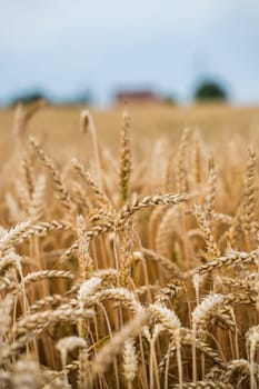 Wheat filed rural scene. Ripening ears of wheat. Nature harvest. Wheat field natural product. Rich harvest concept. Agriculture