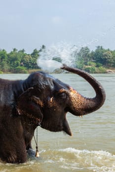 Elephant bathing in the morning in Tungabhadra river, Hampi, Karnataka, India