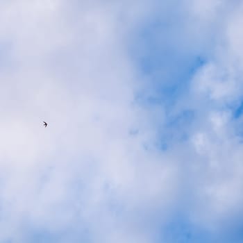 Background of blue sky with white clouds and flying wild bird