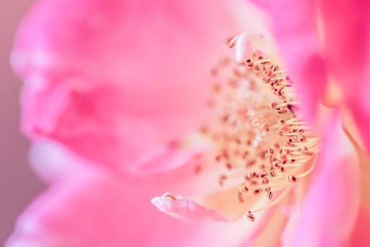 Pink rose petals. Soft focus. Macro flowers background for holiday brand design.